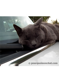 chat qui dort sur le capot d'une voiture