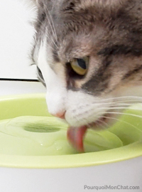 chat qui boit dans une fontaine