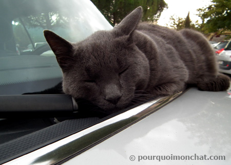 chat qui dort sur le capot d'une voiture