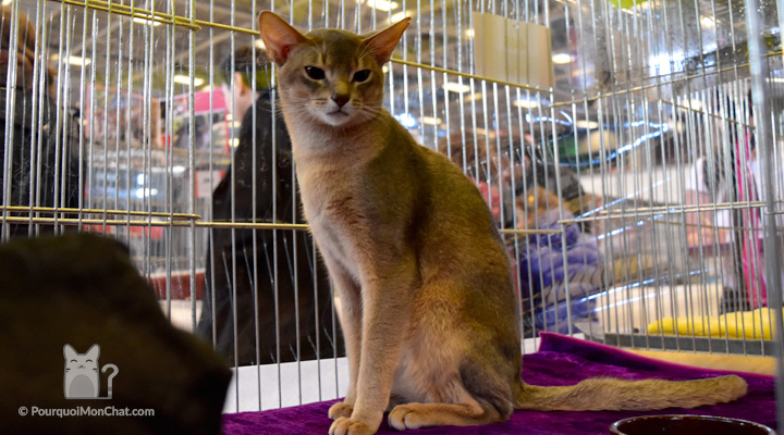 chat abyssins