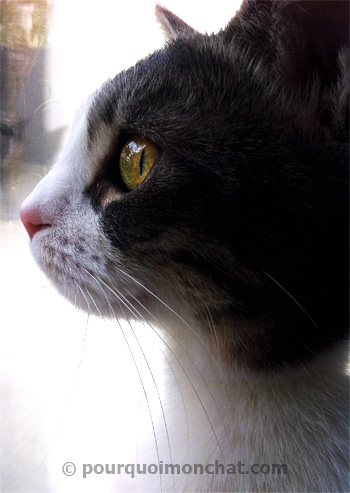 chat regardant par la fenêtre