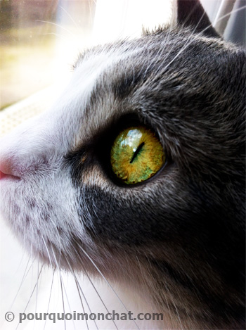 pupille du chat