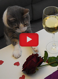 Ce chat organise une Saint-Valentin !