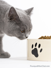 chat reniflant sa gamelle