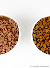 pâtée ou croquettes pour chat