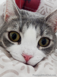 chat dans la couette d'un lit