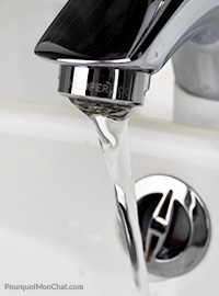 pourquoi mon chat boit au robinet
