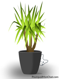 Mon chat a pris l'habitude de gratter dans les plantes et de faire ses besoins.