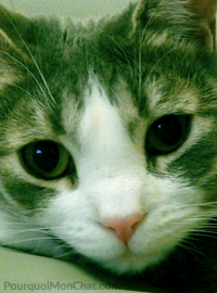 chat malade en voiture
