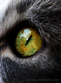 pupille du chat