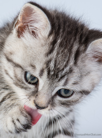 chaton qui se l&egrave;che la patte
