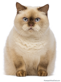 chat en surpoids