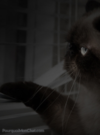 chat regardant par la fen&ecirc;tre pendant la nuit